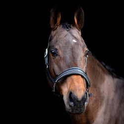 SD� Star Appeal leather halter. 