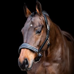 SD� Star Appeal leather halter. 