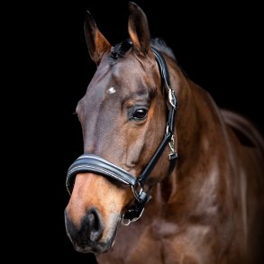 SD� Star Appeal leather halter. 