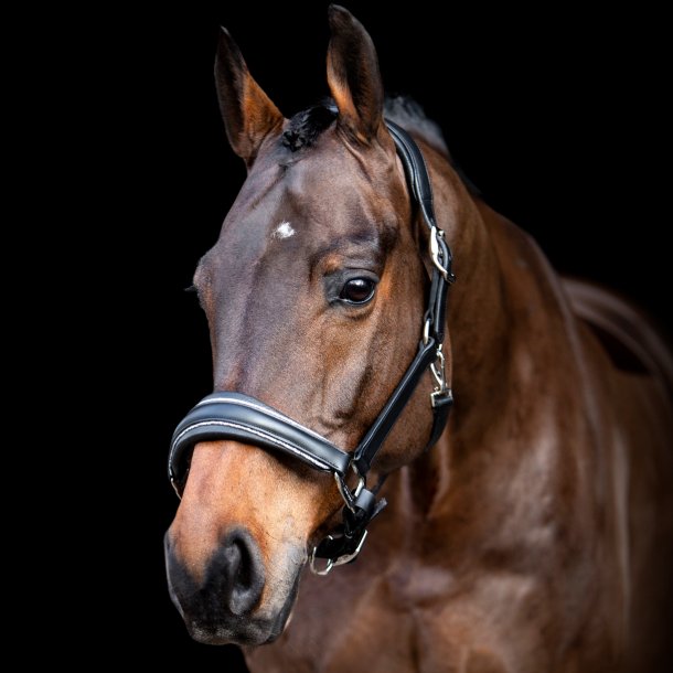SD� Star Appeal leather halter. 