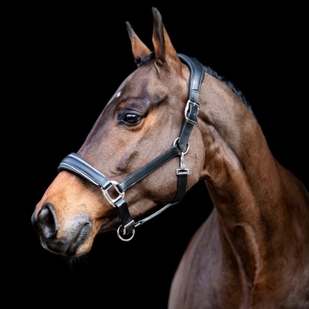 SD� Star Appeal leather halter. 