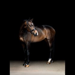 SD Zhivago Rolled bridle. Black/Black/PT.