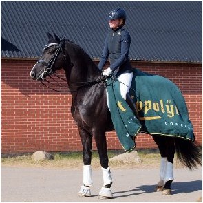 Ahlberg Performance Horses